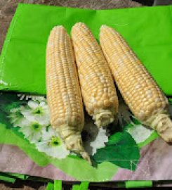 Silver Rill Corn