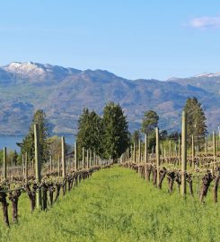 Little Straw Vineyards