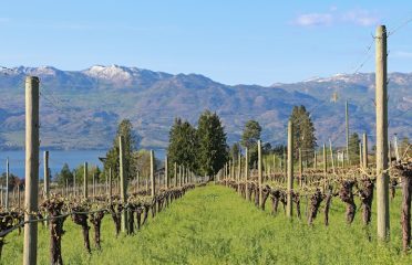 Little Straw Vineyards