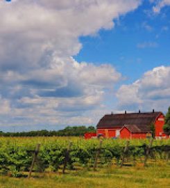 Dancing Swallows Vineyard