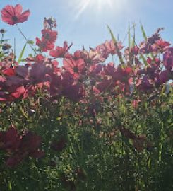 Cowichan Farm  Food Hub