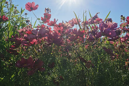 Cowichan Farm  Food Hub