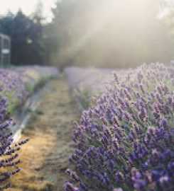 Cowichan Valley Lavender