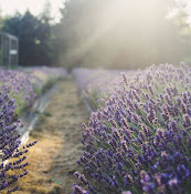 Cowichan Valley Lavender