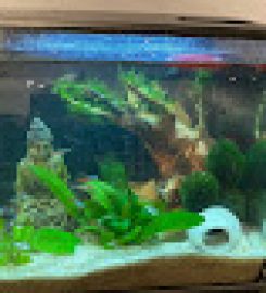 Canada Guppies Online Aquarium Fish Store