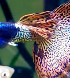 Canada Guppies Online Aquarium Fish Store