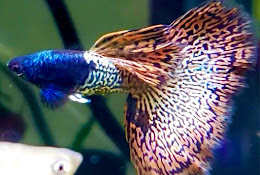 Canada Guppies Online Aquarium Fish Store