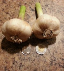 Ail Bromont Garlic