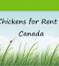 Chickens for Rent