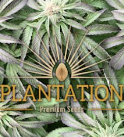 Plantation Premium Seeds