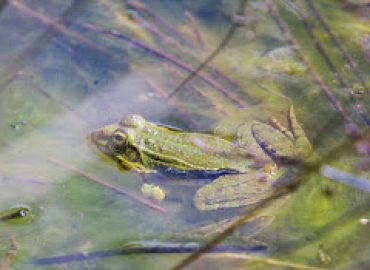 tang  garnouille