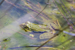 tang  garnouille