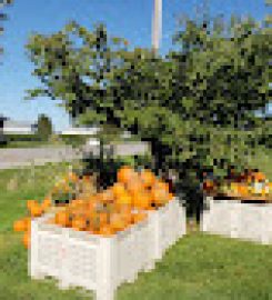 Local Family Fruit and Legumes